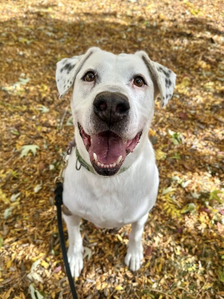 Hercules, an adoptable Labrador Retriever in Littleton, CO, 80126 | Photo Image 2