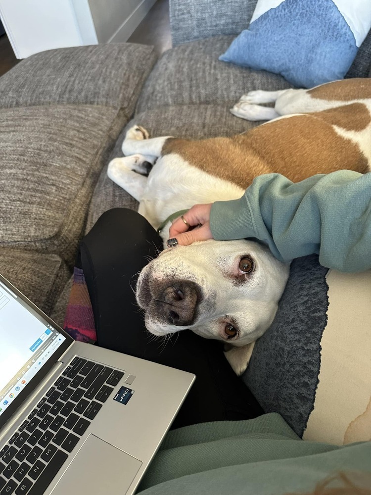 Hercules, an adoptable Labrador Retriever in Littleton, CO, 80126 | Photo Image 3