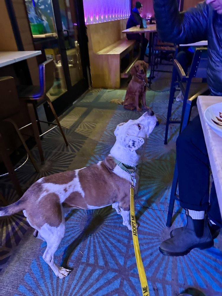 Hercules, an adoptable Labrador Retriever in Littleton, CO, 80126 | Photo Image 5