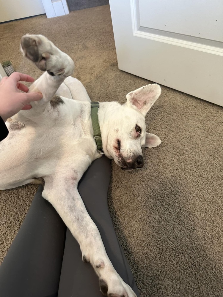 Hercules, an adoptable Labrador Retriever in Littleton, CO, 80126 | Photo Image 6