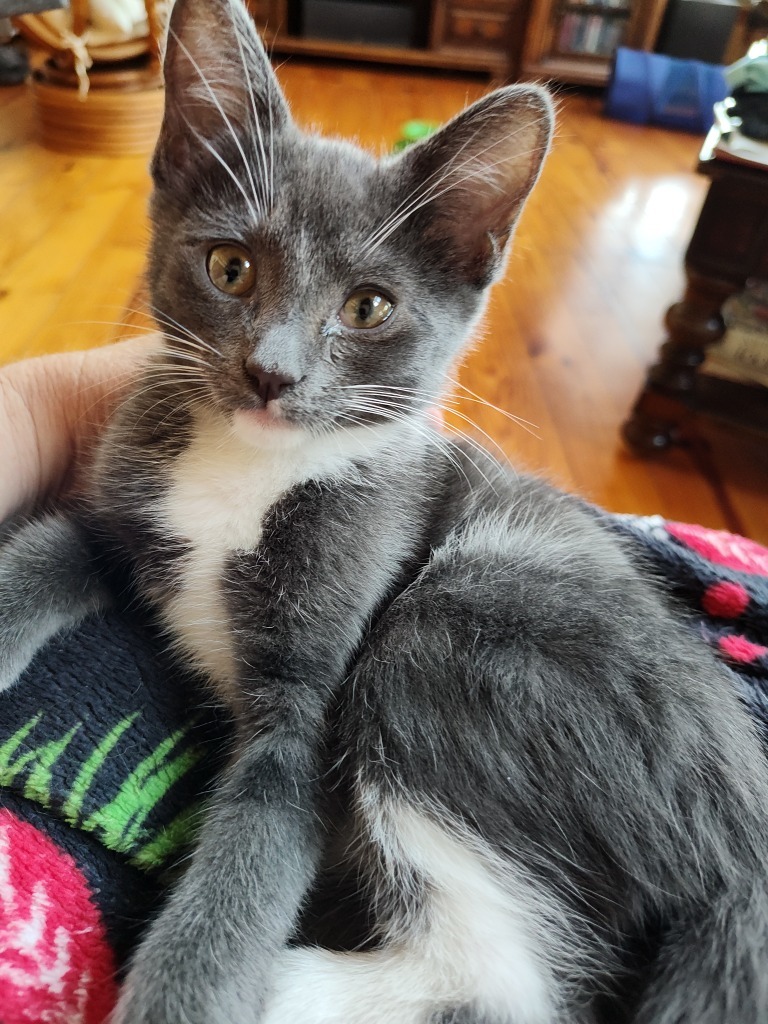 Birch, an adoptable Domestic Medium Hair in Boerne, TX, 78006 | Photo Image 1