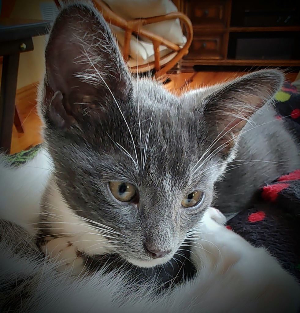 Birch, an adoptable Domestic Medium Hair in Boerne, TX, 78006 | Photo Image 2