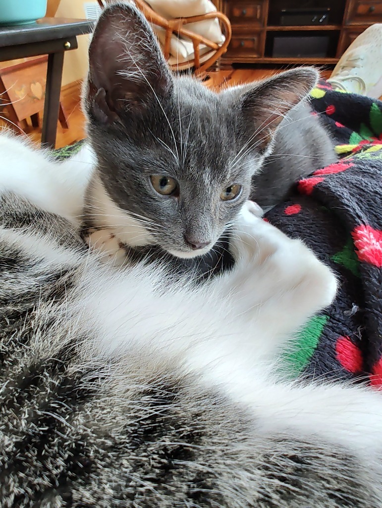 Birch, an adoptable Domestic Medium Hair in Boerne, TX, 78006 | Photo Image 3