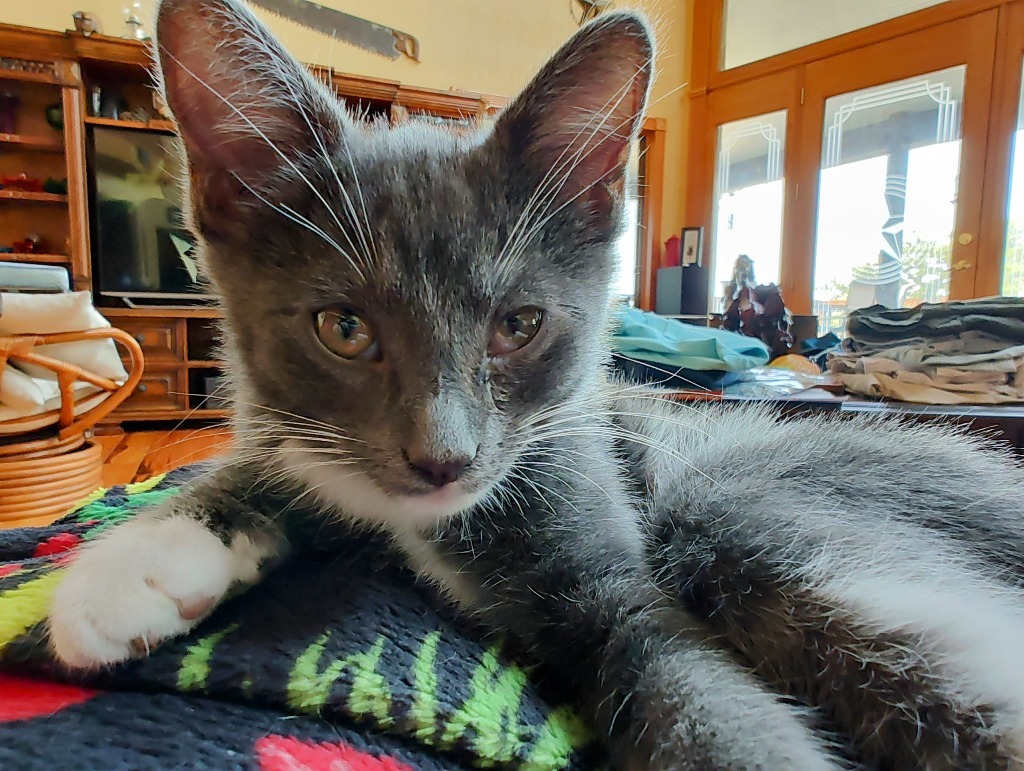 Birch, an adoptable Domestic Medium Hair in Boerne, TX, 78006 | Photo Image 4