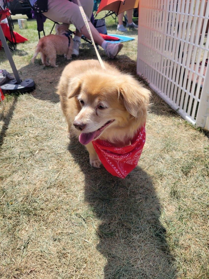 Wren - OS, an adoptable Pomeranian in Pataskala, OH, 43062 | Photo Image 3