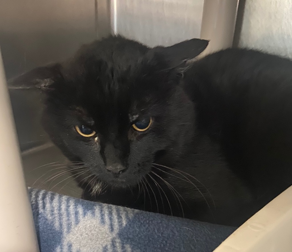 Hobo, an adoptable Domestic Short Hair in Virginia, MN, 55792 | Photo Image 1