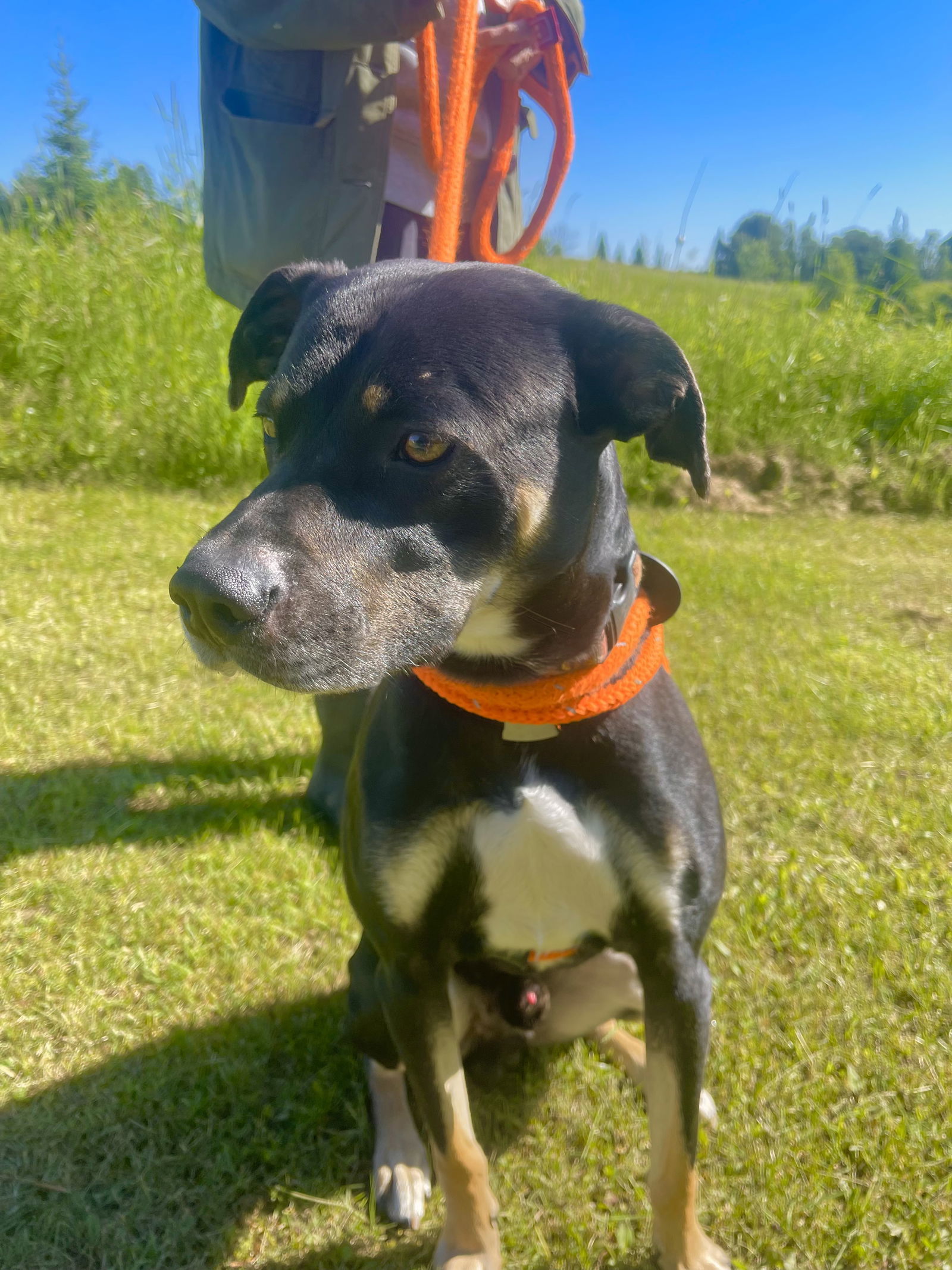 Spirit, an adoptable Hound, Rottweiler in Park Falls, WI, 54552 | Photo Image 1