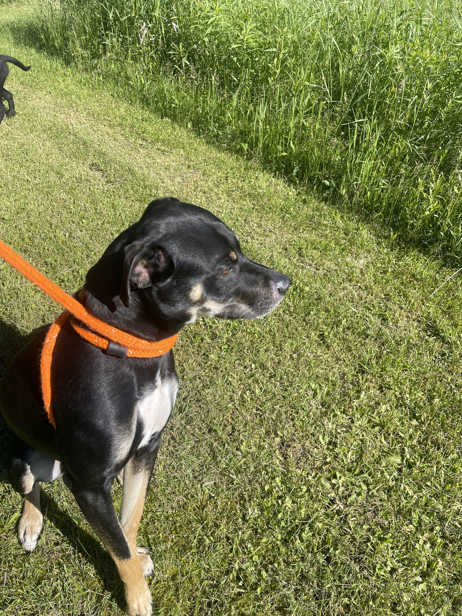 Spirit, an adoptable Hound, Rottweiler in Park Falls, WI, 54552 | Photo Image 2