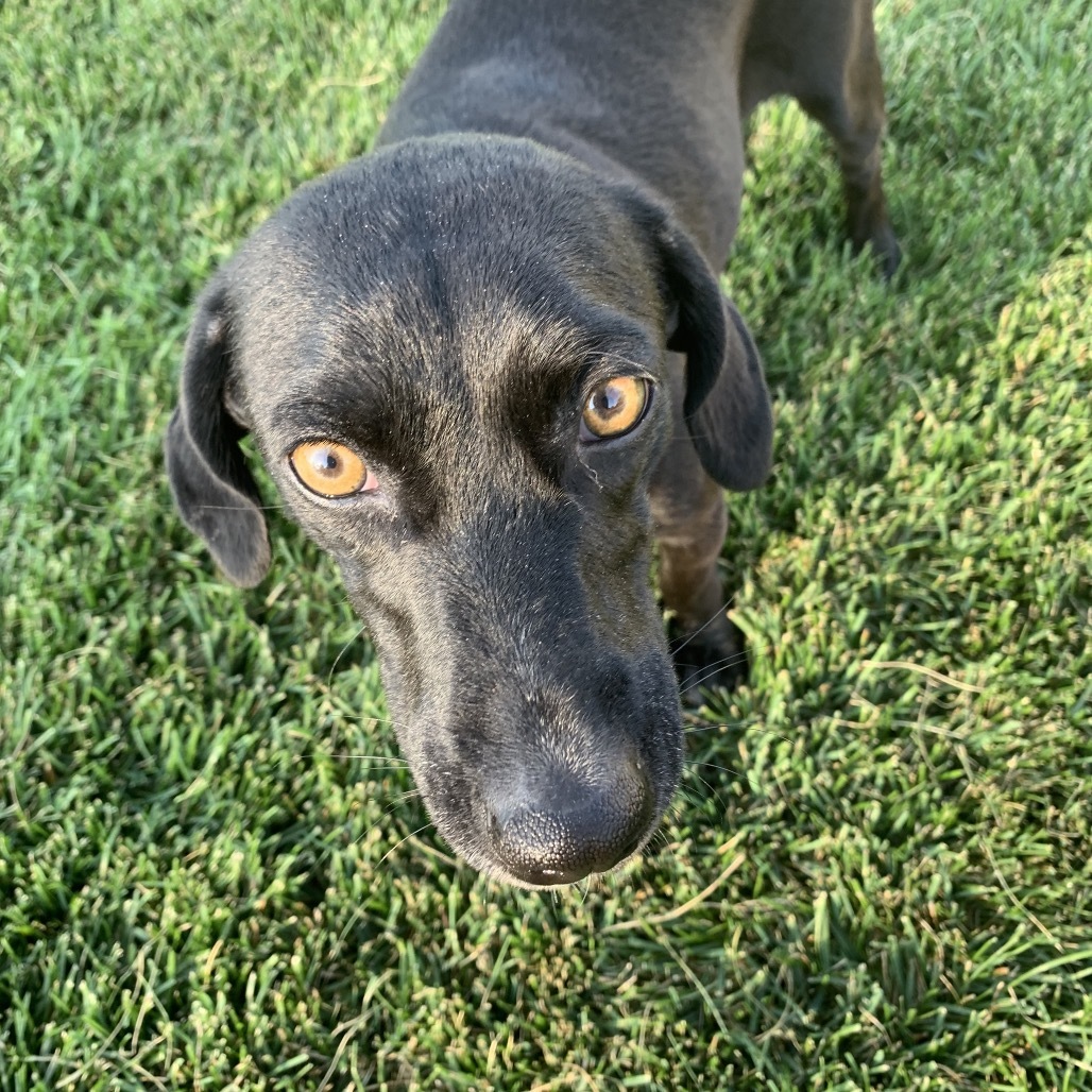 Jolene, an adoptable Mixed Breed in Joliet, IL, 60436 | Photo Image 1