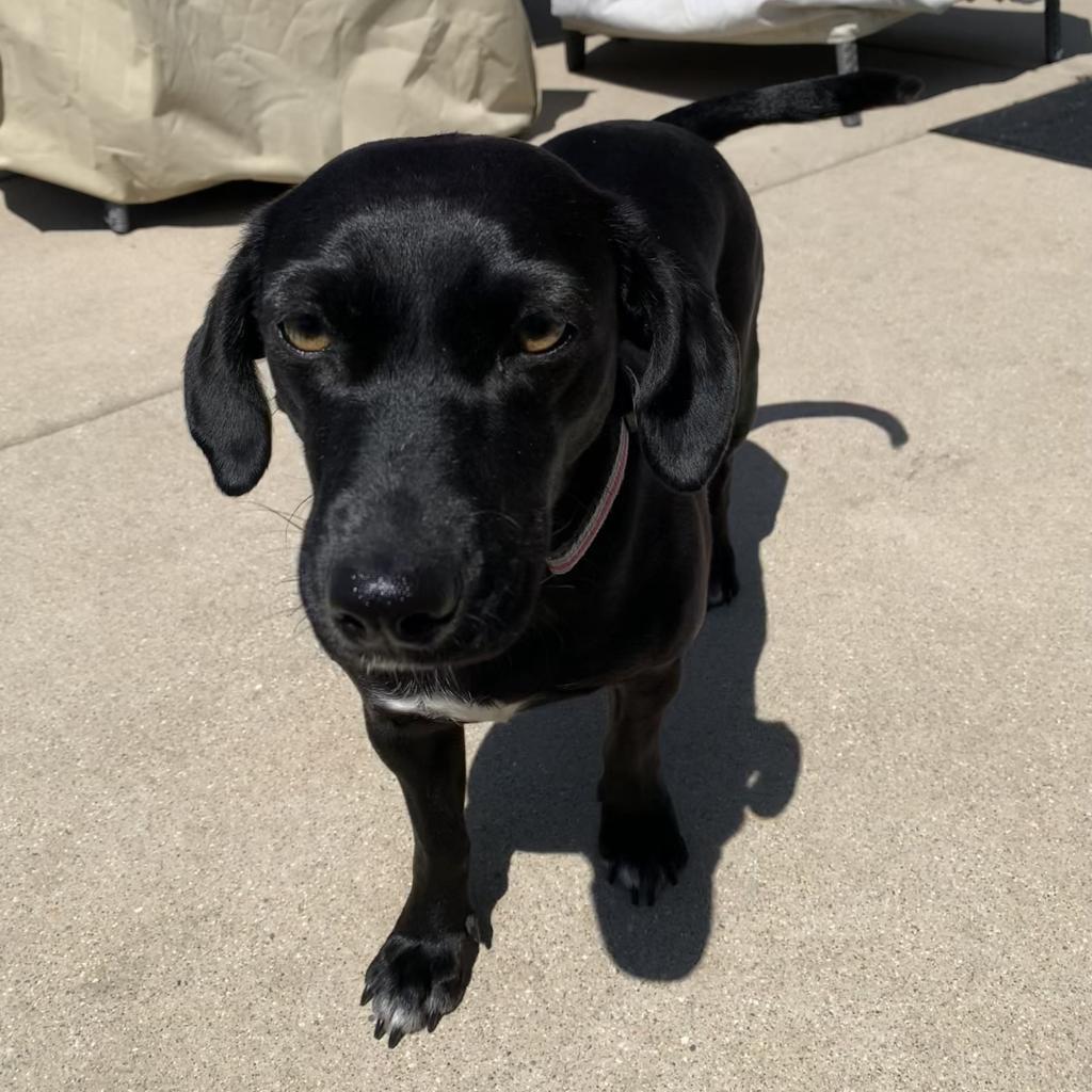 Jolene, an adoptable Mixed Breed in Joliet, IL, 60436 | Photo Image 2