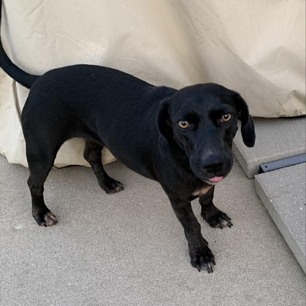 Jolene, an adoptable Mixed Breed in Joliet, IL, 60436 | Photo Image 3