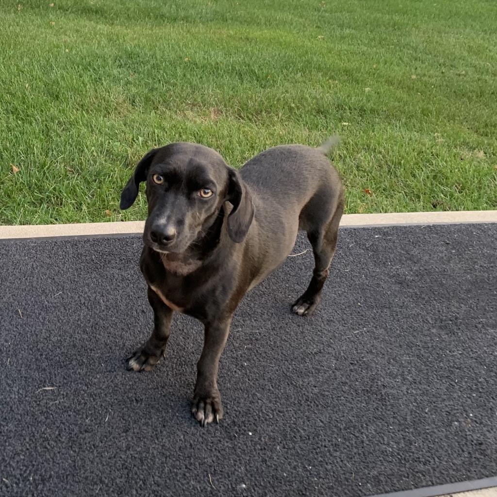 Jolene