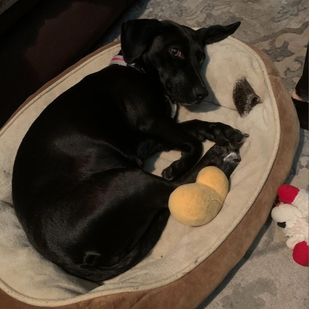 Jolene, an adoptable Mixed Breed in Joliet, IL, 60436 | Photo Image 5