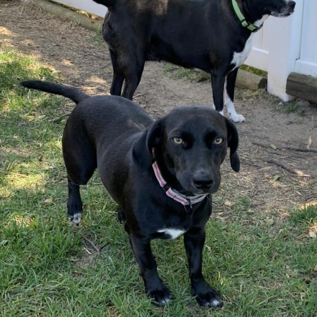 Jolene, an adoptable Mixed Breed in Joliet, IL, 60436 | Photo Image 6