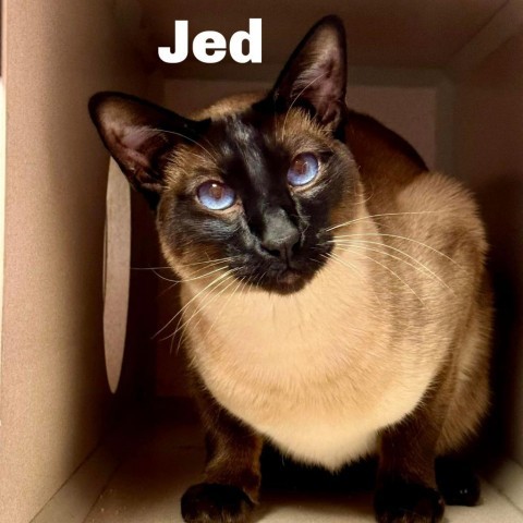 Jed 240422, an adoptable Siamese in Escanaba, MI, 49829 | Photo Image 1