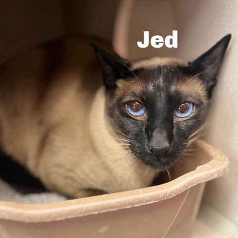 Jed 240422, an adoptable Siamese in Escanaba, MI, 49829 | Photo Image 2