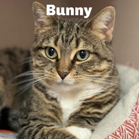 Bunny 240423, an adoptable Domestic Short Hair in Escanaba, MI, 49829 | Photo Image 1