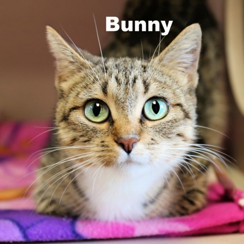 Bunny 240423, an adoptable Domestic Short Hair in Escanaba, MI, 49829 | Photo Image 2