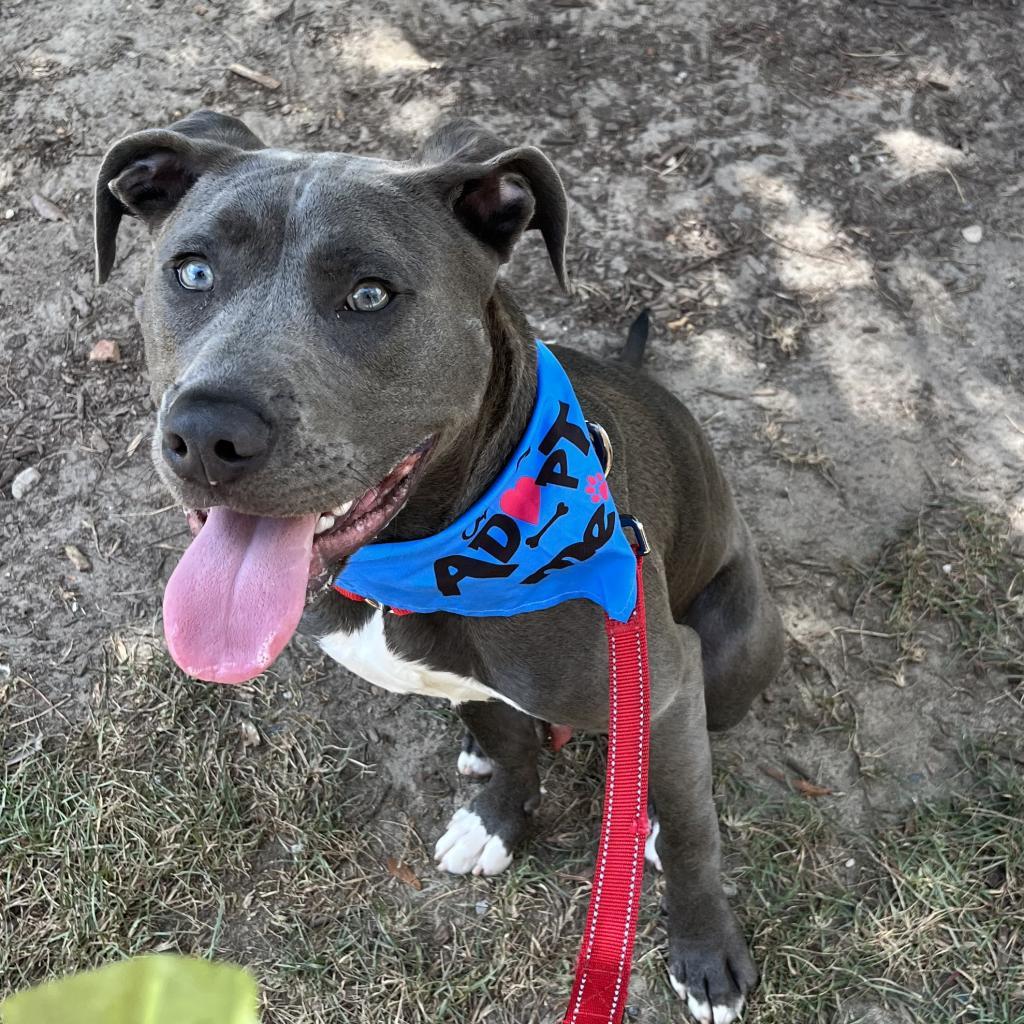 Titan, an adoptable Staffordshire Bull Terrier, Mixed Breed in Raleigh, NC, 27604 | Photo Image 2