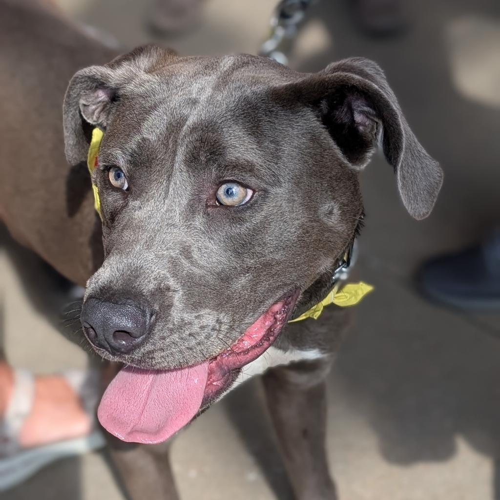 Titan, an adoptable Staffordshire Bull Terrier, Mixed Breed in Raleigh, NC, 27604 | Photo Image 2