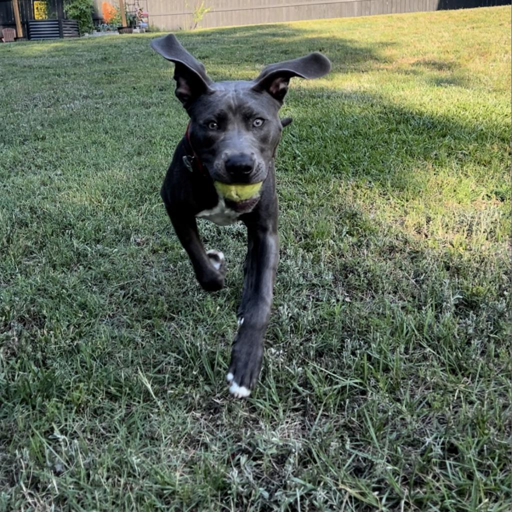 Titan, an adoptable Staffordshire Bull Terrier, Mixed Breed in Raleigh, NC, 27604 | Photo Image 3