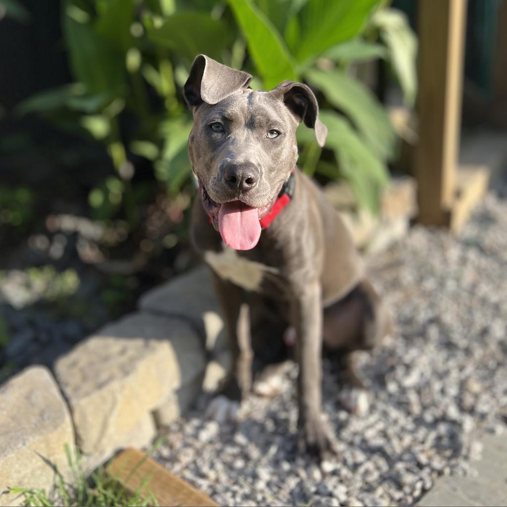 Titan, an adoptable Staffordshire Bull Terrier, Mixed Breed in Raleigh, NC, 27604 | Photo Image 4