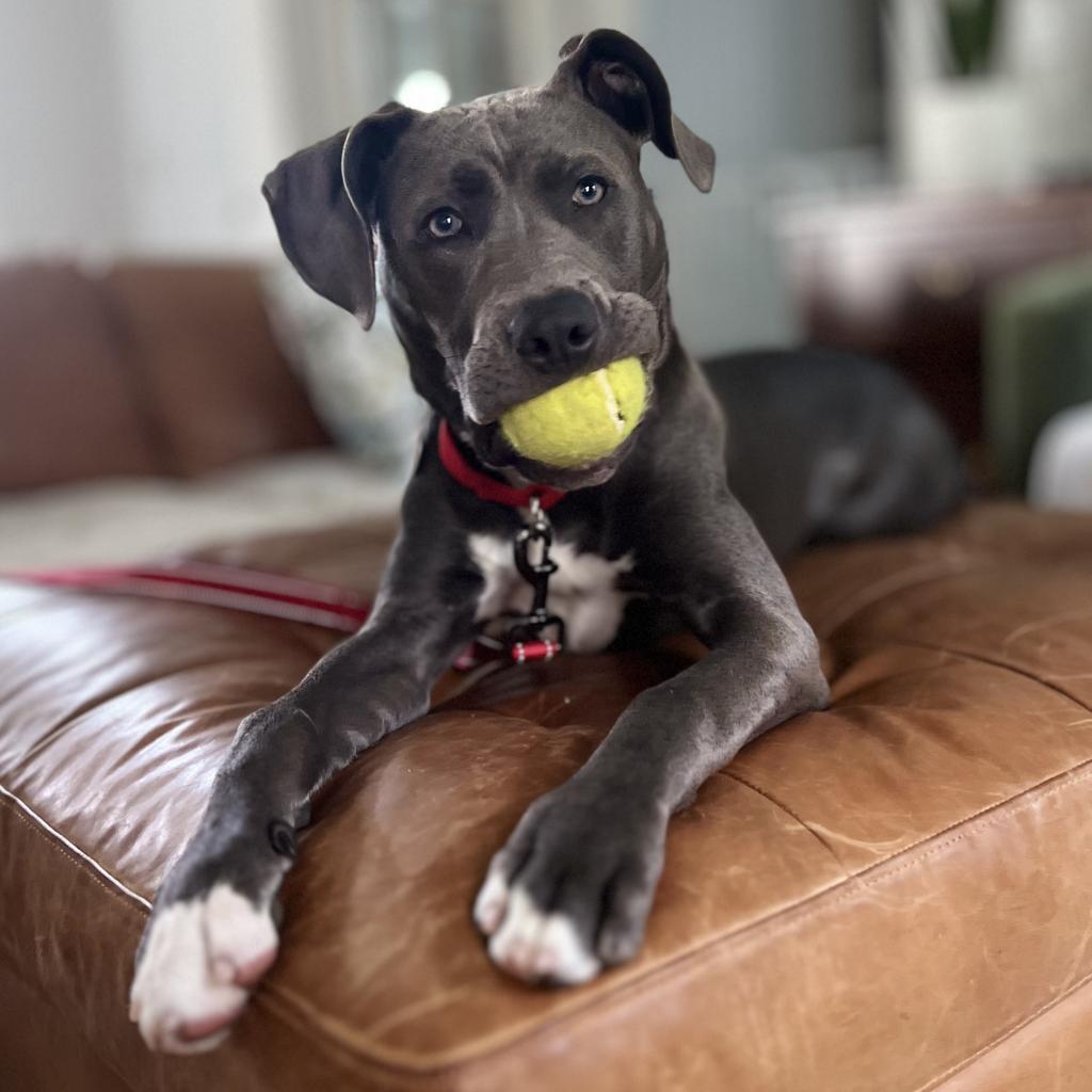 Titan, an adoptable Staffordshire Bull Terrier, Mixed Breed in Raleigh, NC, 27604 | Photo Image 5