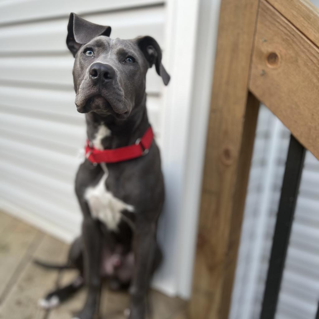 Titan, an adoptable Staffordshire Bull Terrier, Mixed Breed in Raleigh, NC, 27604 | Photo Image 6