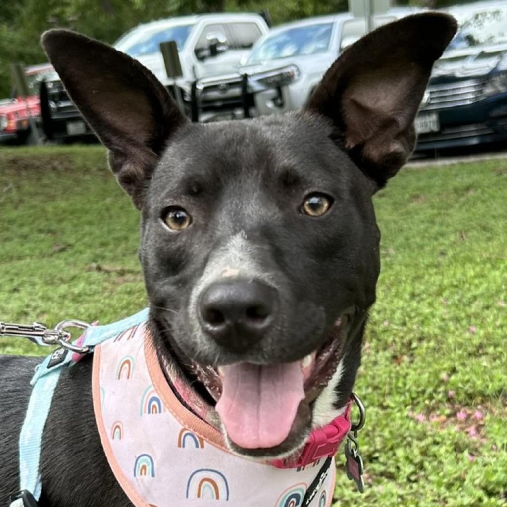 Palmer, an adoptable Basenji, Mixed Breed in Wimberley, TX, 78676 | Photo Image 1