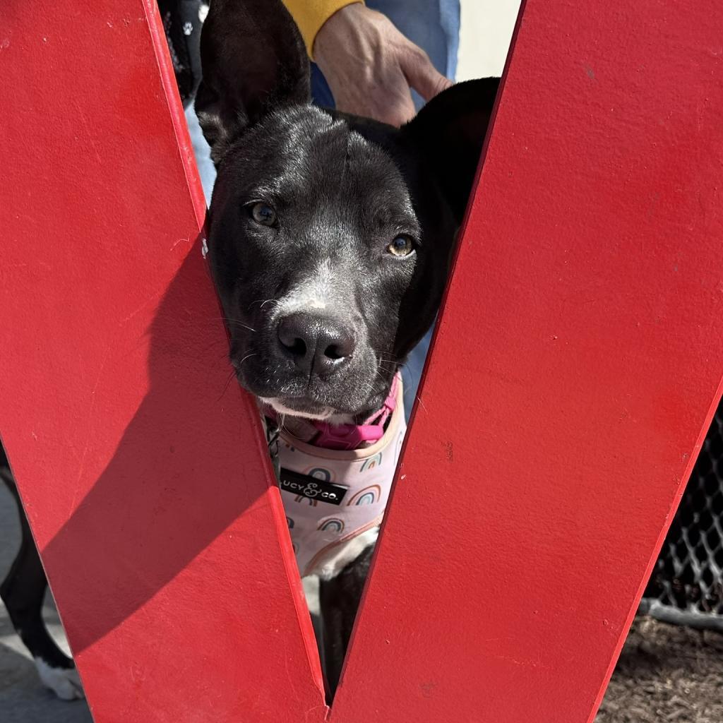 Palmer, an adoptable Basenji, Mixed Breed in Wimberley, TX, 78676 | Photo Image 2