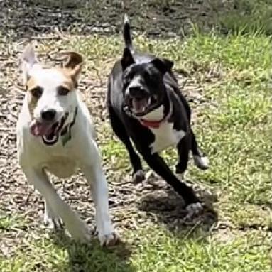 Palmer, an adoptable Basenji, Mixed Breed in Wimberley, TX, 78676 | Photo Image 3