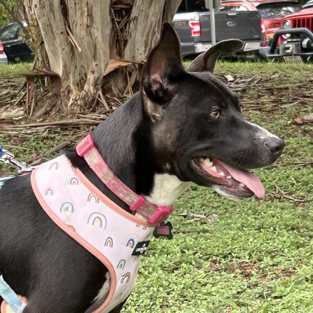 Palmer, an adoptable Basenji, Mixed Breed in Wimberley, TX, 78676 | Photo Image 4