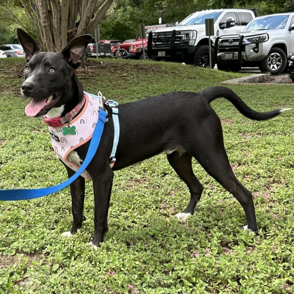 Palmer, an adoptable Basenji, Mixed Breed in Wimberley, TX, 78676 | Photo Image 5