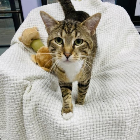 Toulouse, an adoptable Domestic Short Hair in Garden City, KS, 67846 | Photo Image 1