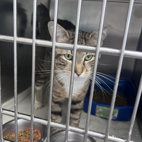 Toulouse, an adoptable Domestic Short Hair in Garden City, KS, 67846 | Photo Image 2