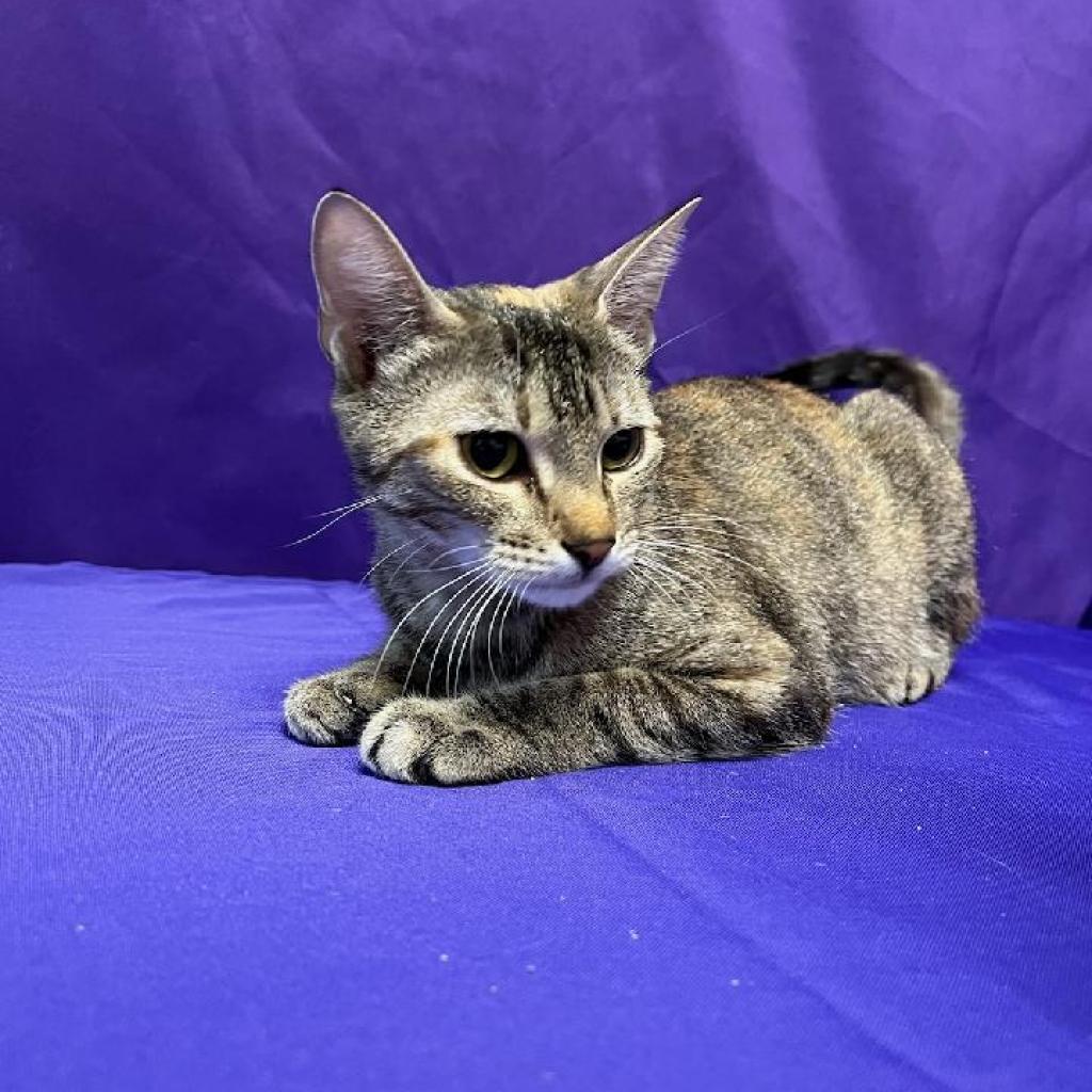 Jewel, an adoptable Domestic Short Hair in North Myrtle Beach, SC, 29582 | Photo Image 1