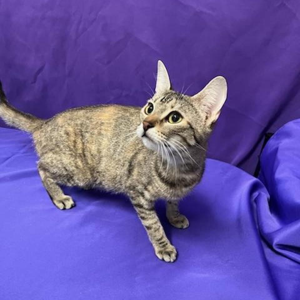 Jewel, an adoptable Domestic Short Hair in North Myrtle Beach, SC, 29582 | Photo Image 2