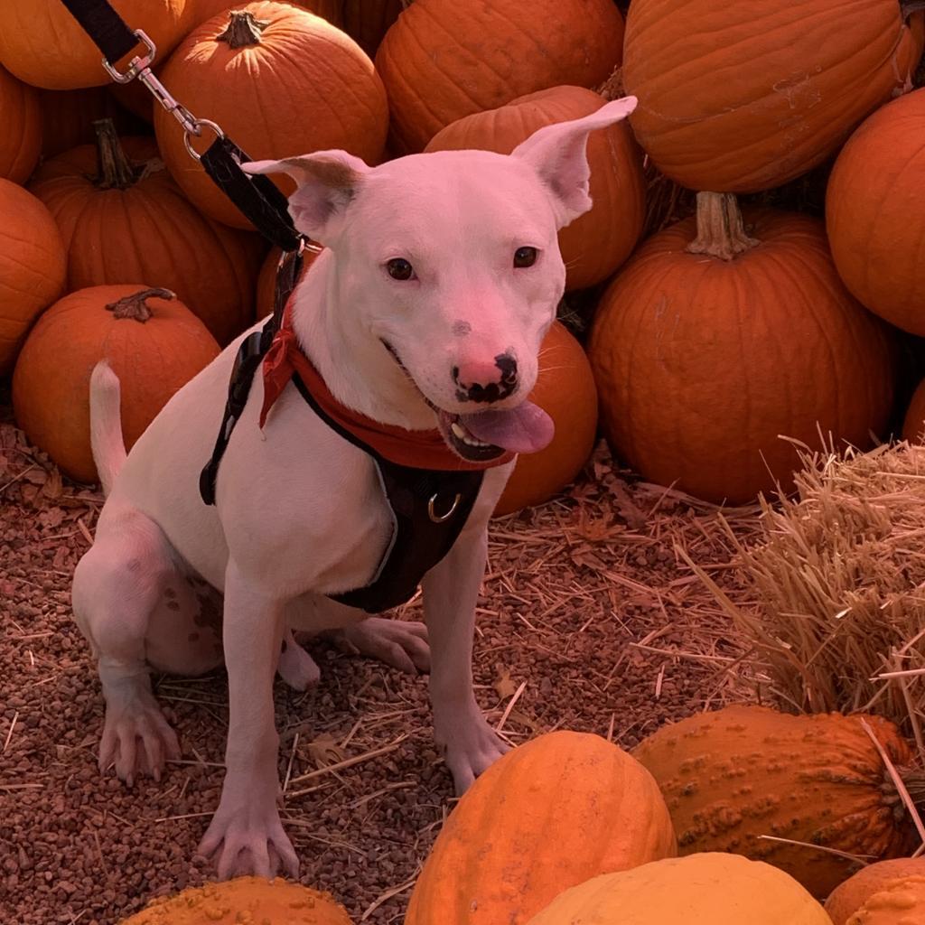 Specks, an adoptable Pit Bull Terrier, Mixed Breed in Fort Collins, CO, 80526 | Photo Image 2