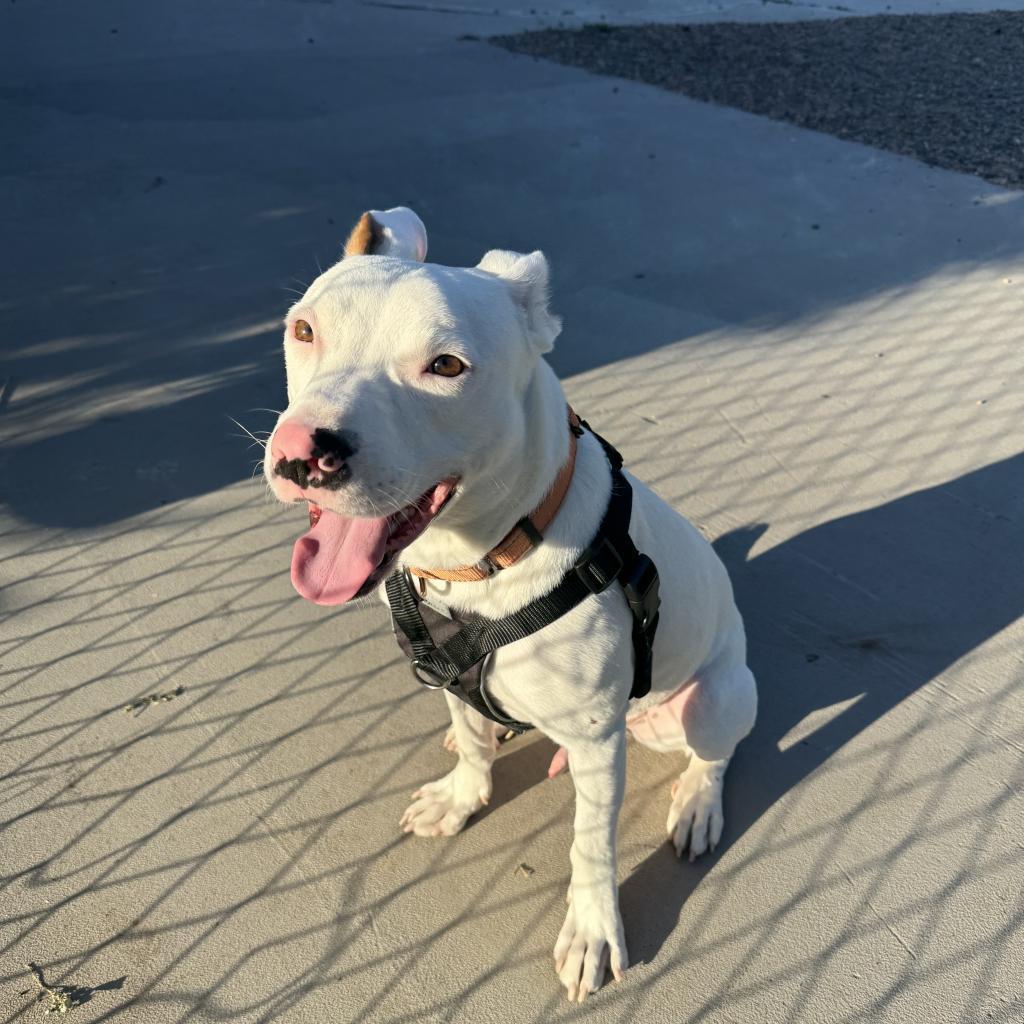 Specks, an adoptable Pit Bull Terrier, Mixed Breed in Fort Collins, CO, 80526 | Photo Image 3