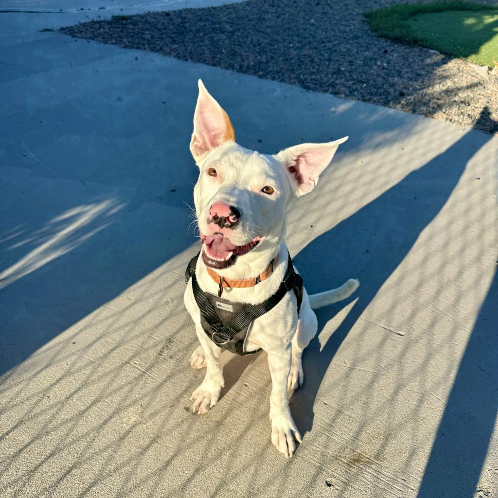 Specks, an adoptable Pit Bull Terrier, Mixed Breed in Fort Collins, CO, 80526 | Photo Image 4