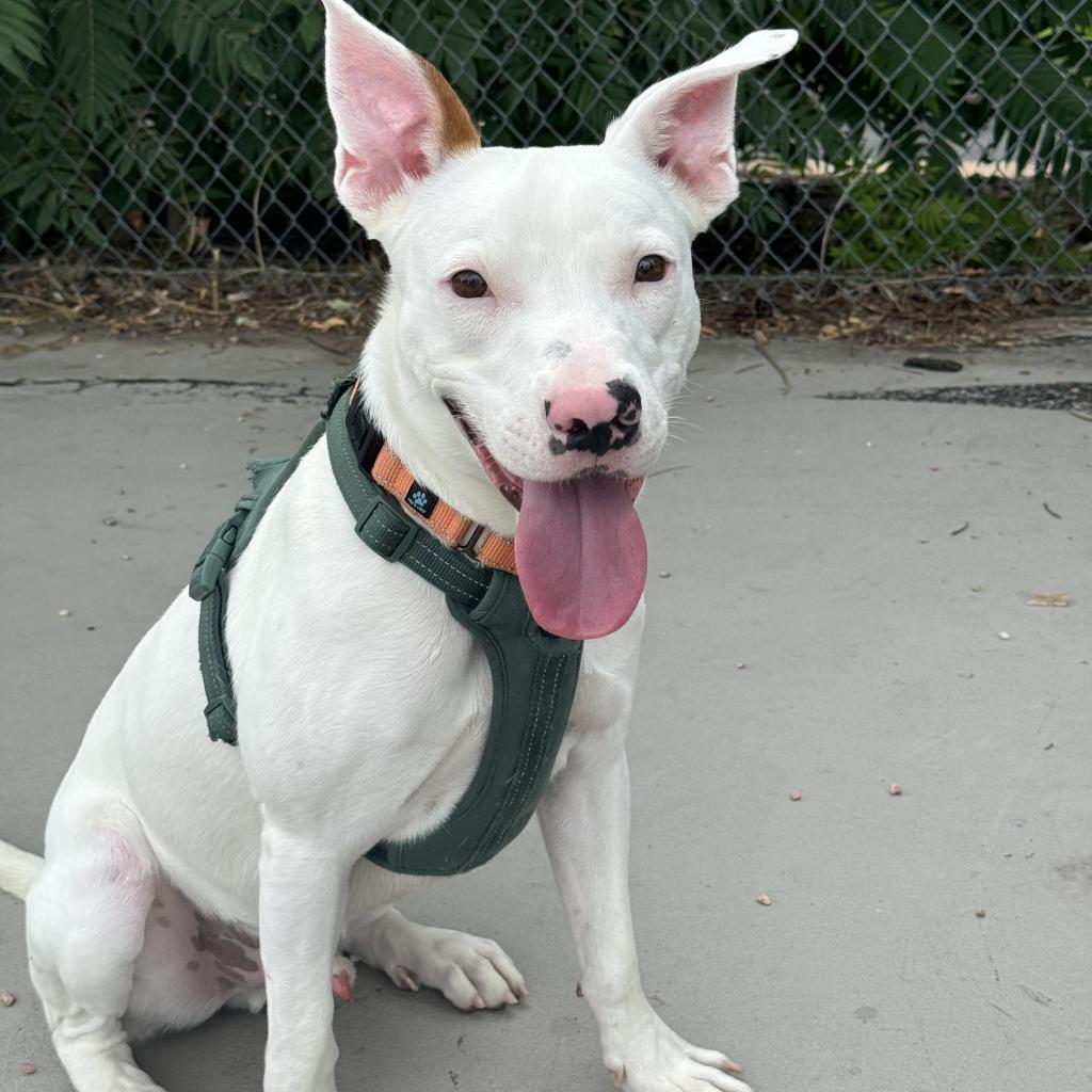 Specks, an adoptable Pit Bull Terrier, Mixed Breed in Fort Collins, CO, 80526 | Photo Image 6