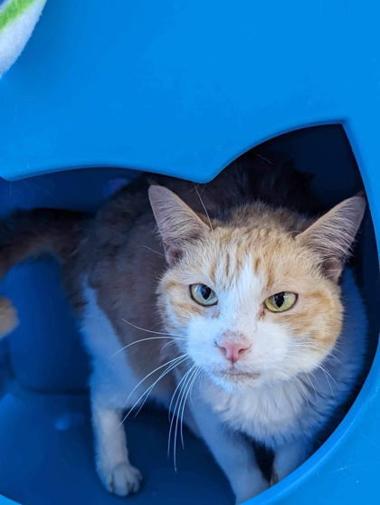 June Bug, an adoptable Domestic Short Hair in Gwinn, MI, 49841 | Photo Image 1