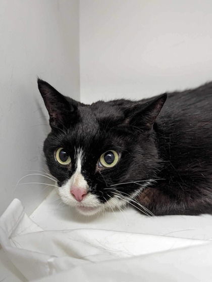 Pirate, an adoptable Domestic Short Hair in Gwinn, MI, 49841 | Photo Image 1