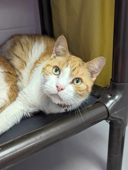 Sunshine, an adoptable Domestic Short Hair in Gwinn, MI, 49841 | Photo Image 1