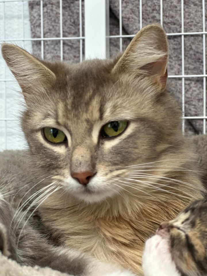 Jackie, an adoptable Domestic Long Hair in Brookings, OR, 97415 | Photo Image 1