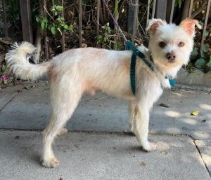 Scrappy is a whimsical-looking TerrierMaltese mix whos about 3 years old and 20 pounds This poor 