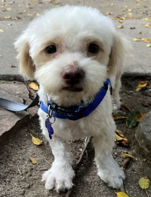 Hugo is a darling malti-poo who is about 2 years old and only 8 pounds Hes from an owner in
