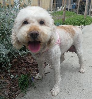 Rita is a gorgeous Doodle whos about 5 years old and weighs 30 pounds This big girl has a stellar