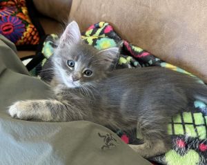 Sleepy is a floofy long-haired gray tabby kitten He is a little bit more shy than his siblings but