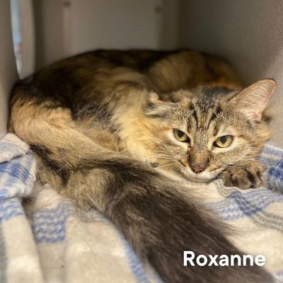 Roxanne, an adoptable Domestic Medium Hair in Redding, CA, 96099 | Photo Image 3